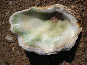 oyster shell 23.5.20